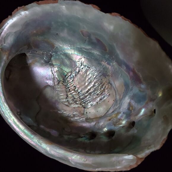 Vintage Large Red Abalone Shell Exquisite Specimen 7.5" Long X 6" Wide X 2" High - Picture 4 of 10